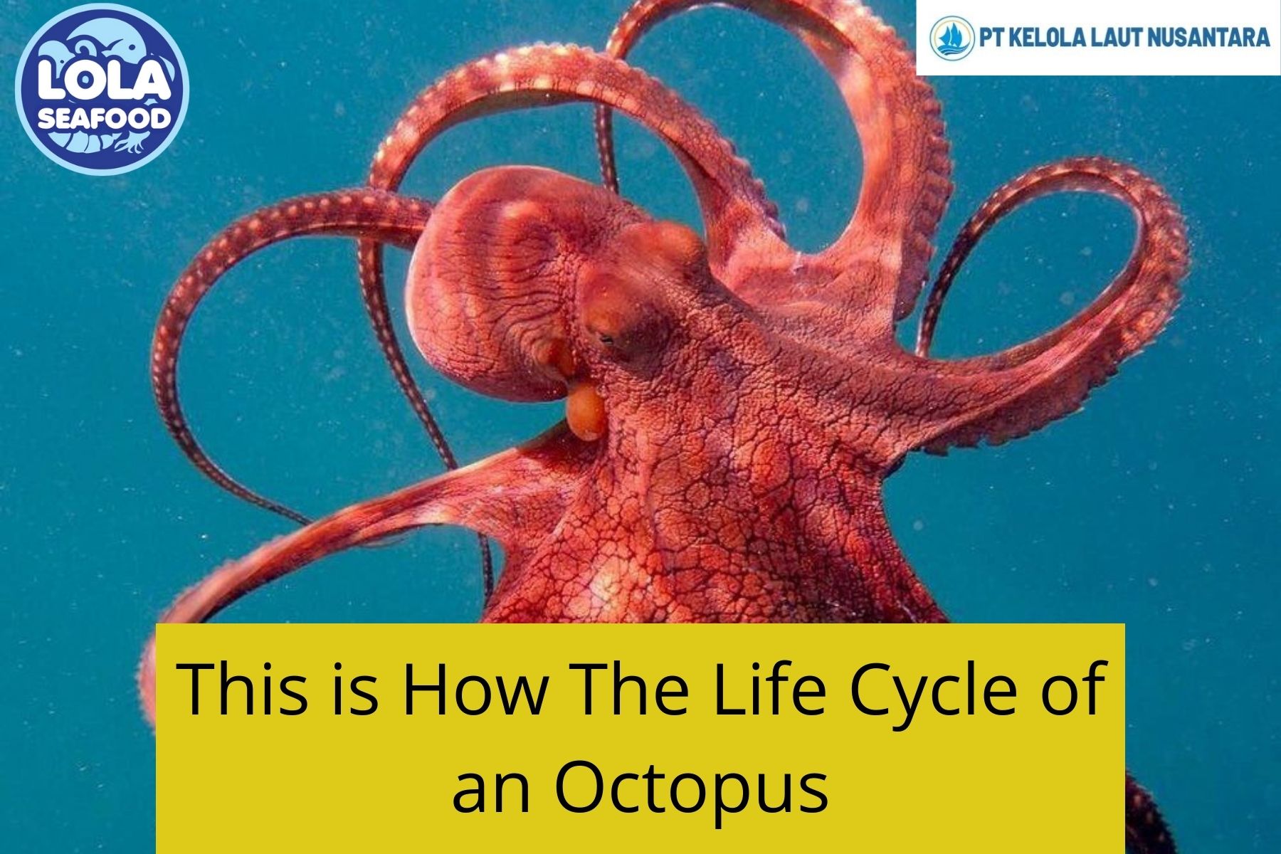 This is How The Life Cycle of an Octopus